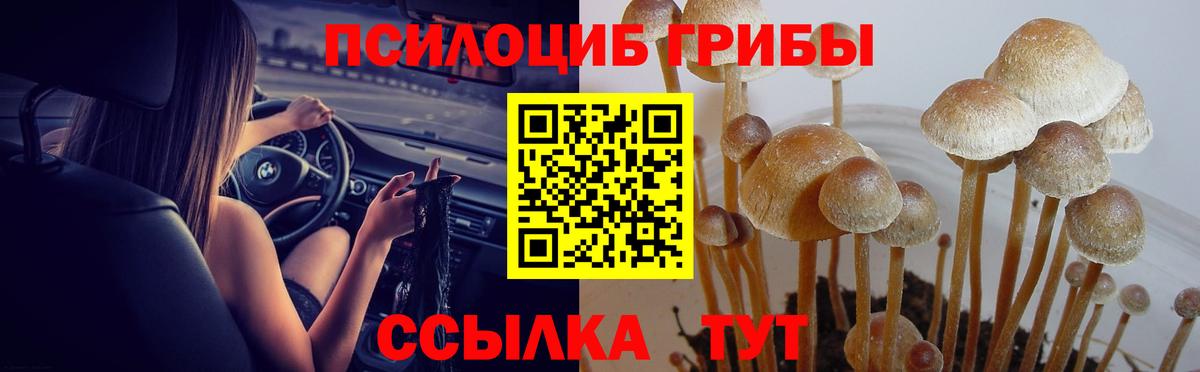 Галлюциногенные грибы Psilocybine cubensis Гусь-Хрустальный